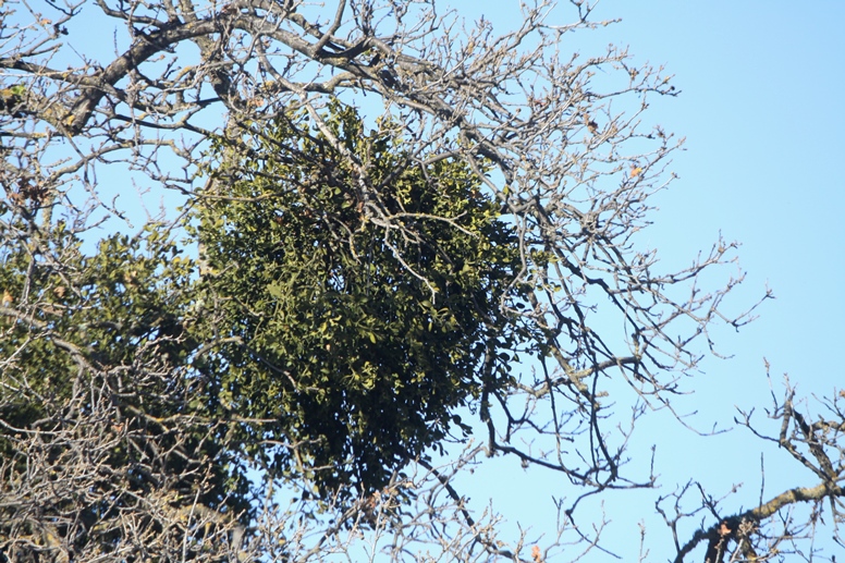 mistletoe